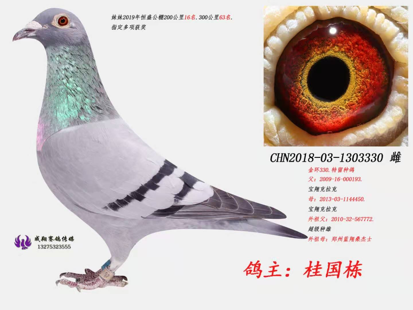 信鸽在线拍卖平台 - 中国信鸽信息网