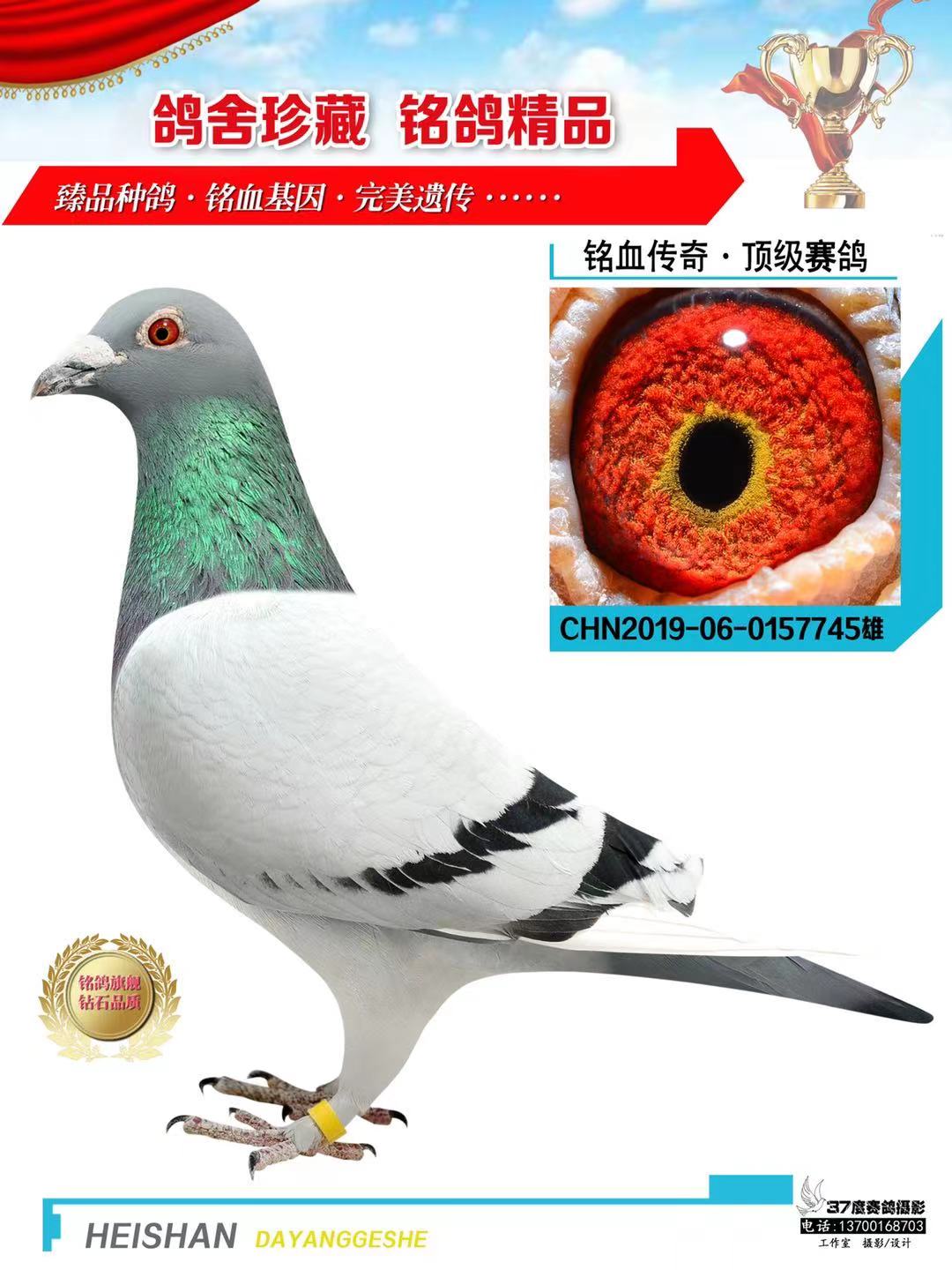 信鸽在线拍卖平台 - 中国信鸽信息网