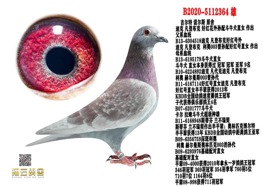 信鸽在线拍卖平台 - 中国信鸽信息网