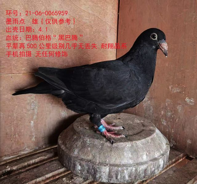 信鸽在线拍卖平台 - 中国信鸽信息网