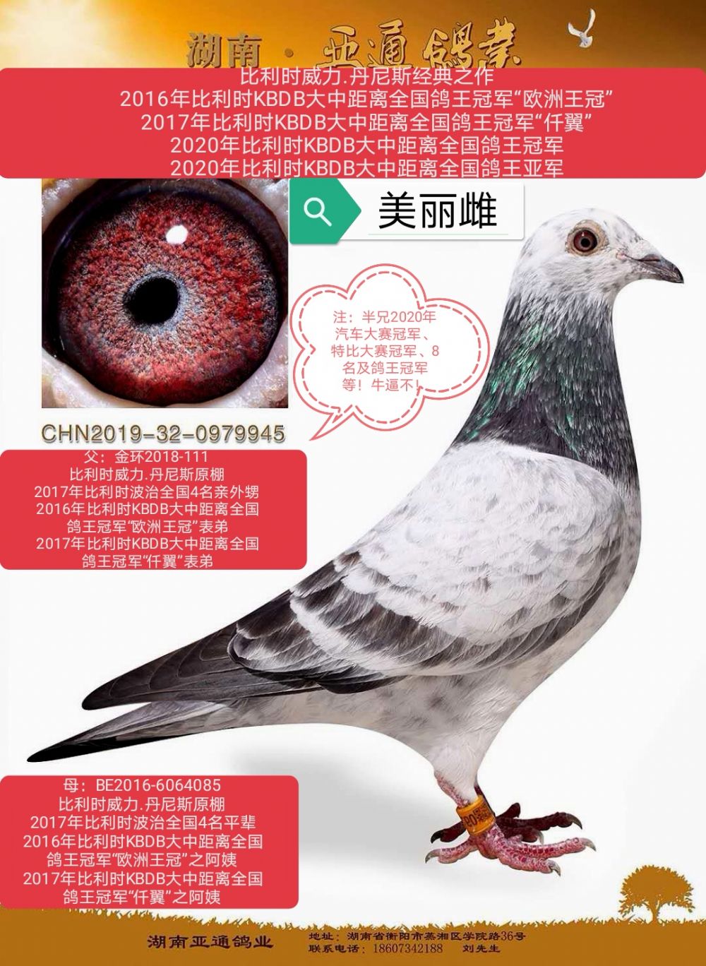 信鸽在线拍卖平台 - 中国信鸽信息网