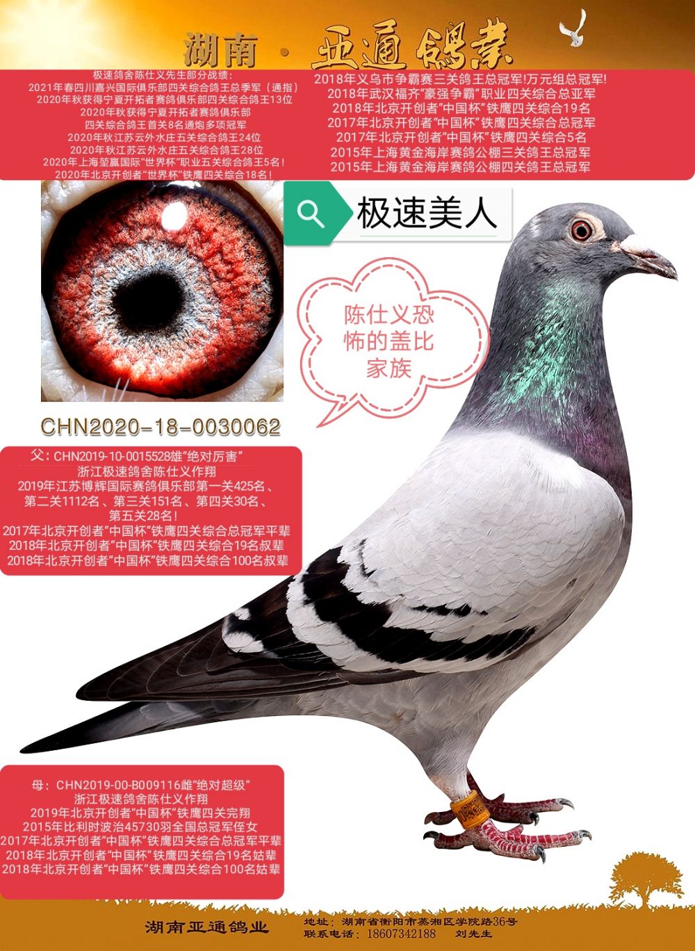 信鸽在线拍卖平台 - 中国信鸽信息网