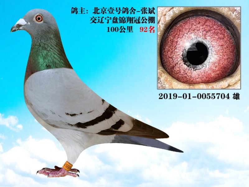 信鸽在线拍卖平台 - 中国信鸽信息网