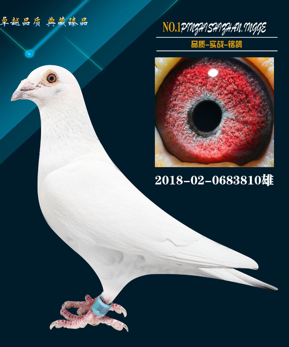信鸽在线拍卖平台 - 中国信鸽信息网