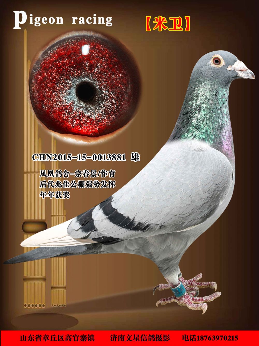 信鸽在线拍卖平台 - 中国信鸽信息网