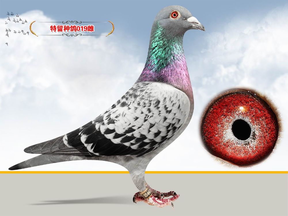 信鸽在线拍卖平台 - 中国信鸽信息网