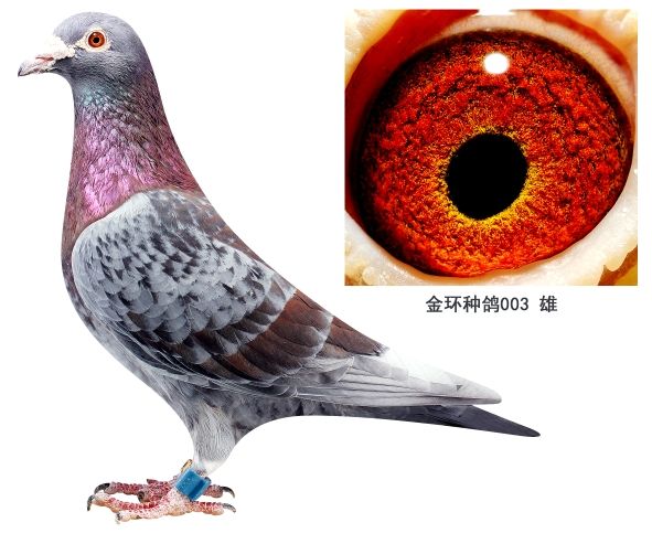 信鸽在线拍卖平台 - 中国信鸽信息网