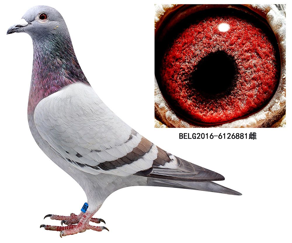 信鸽在线拍卖平台 - 中国信鸽信息网