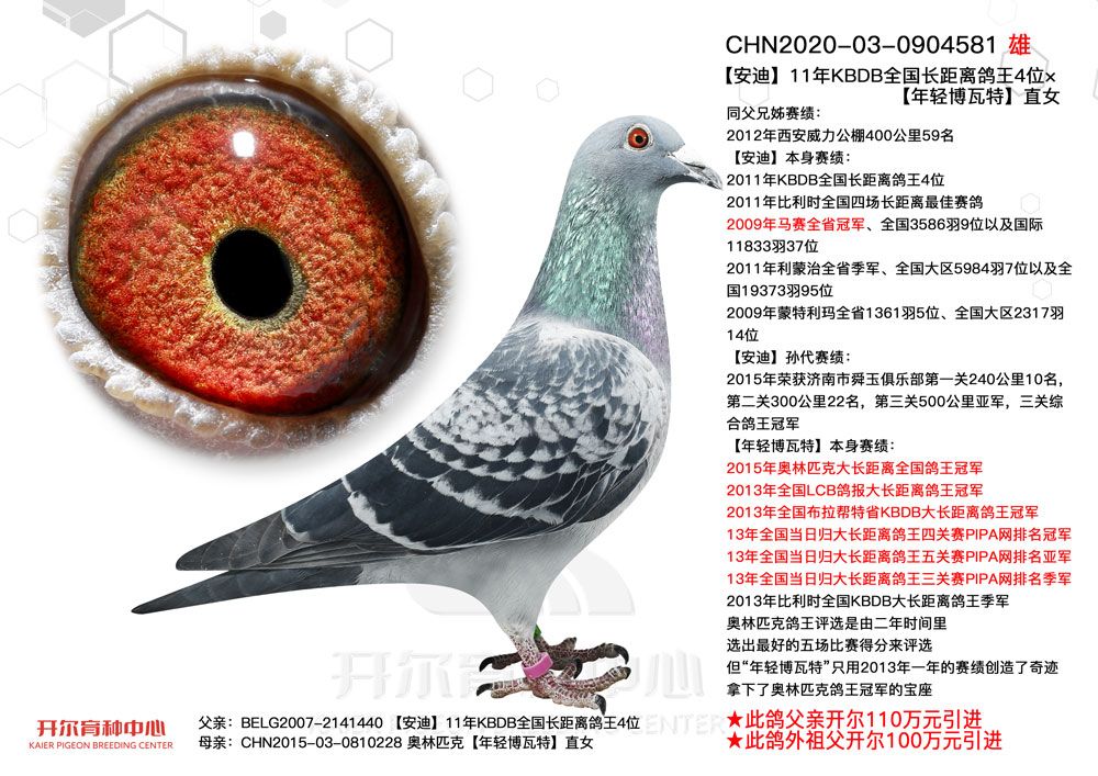 信鸽在线拍卖平台 - 中国信鸽信息网