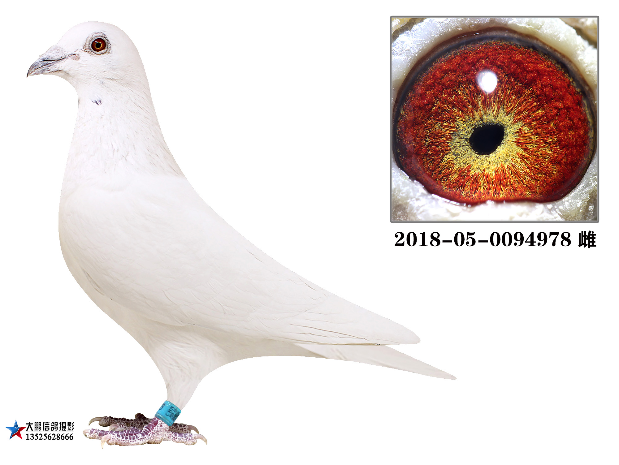 信鸽在线拍卖平台 - 中国信鸽信息网