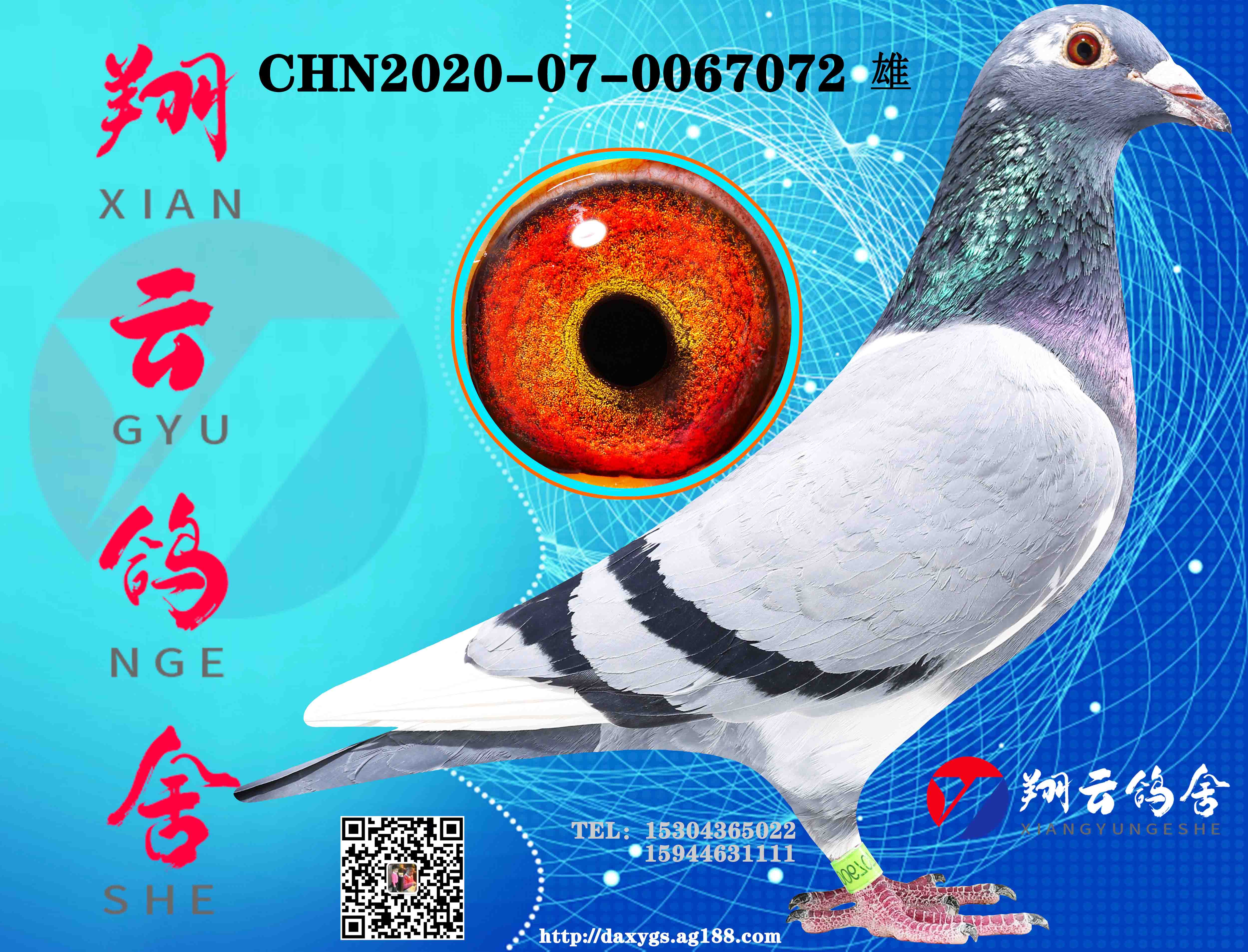 交易情况:￥0元起 拍 价:需保证金:￥1000元商家名称:大安翔云鸽舍