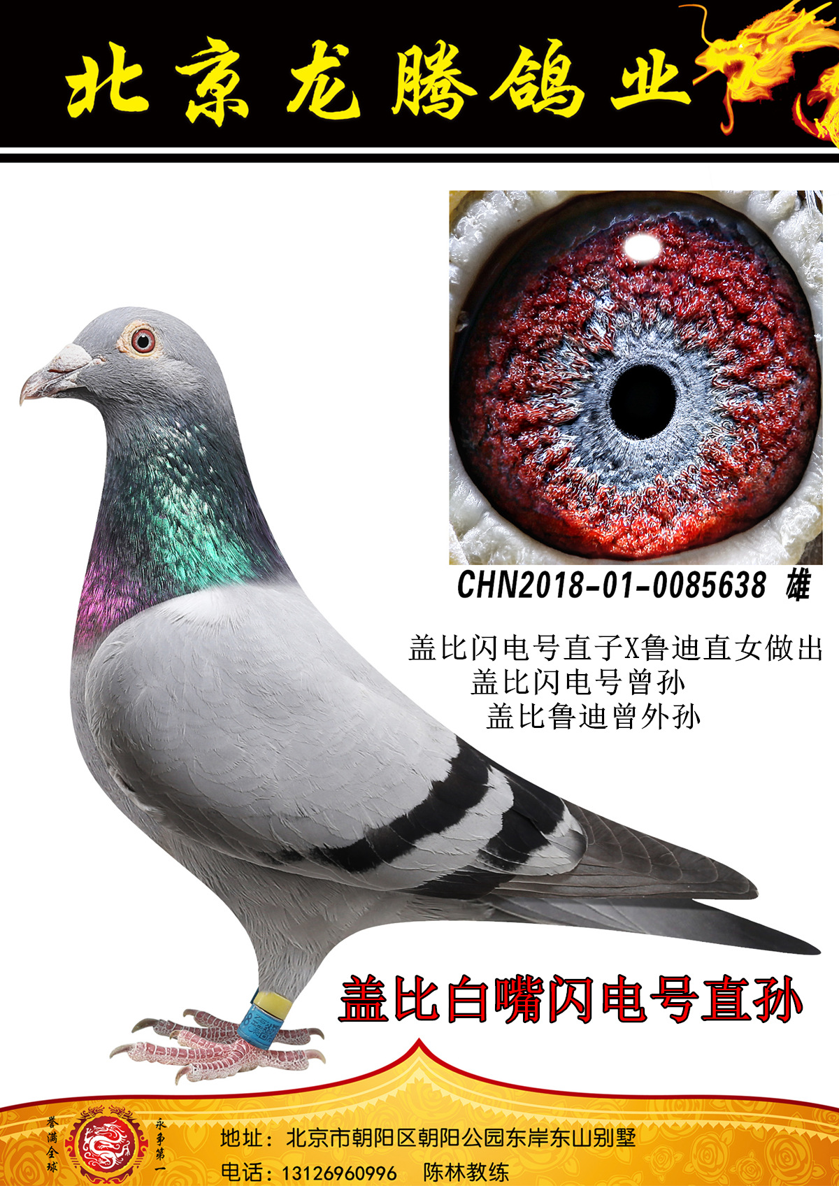 信鸽在线拍卖平台 - 中国信鸽信息网