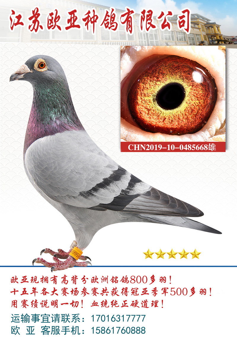 信鸽在线拍卖平台 - 中国信鸽信息网