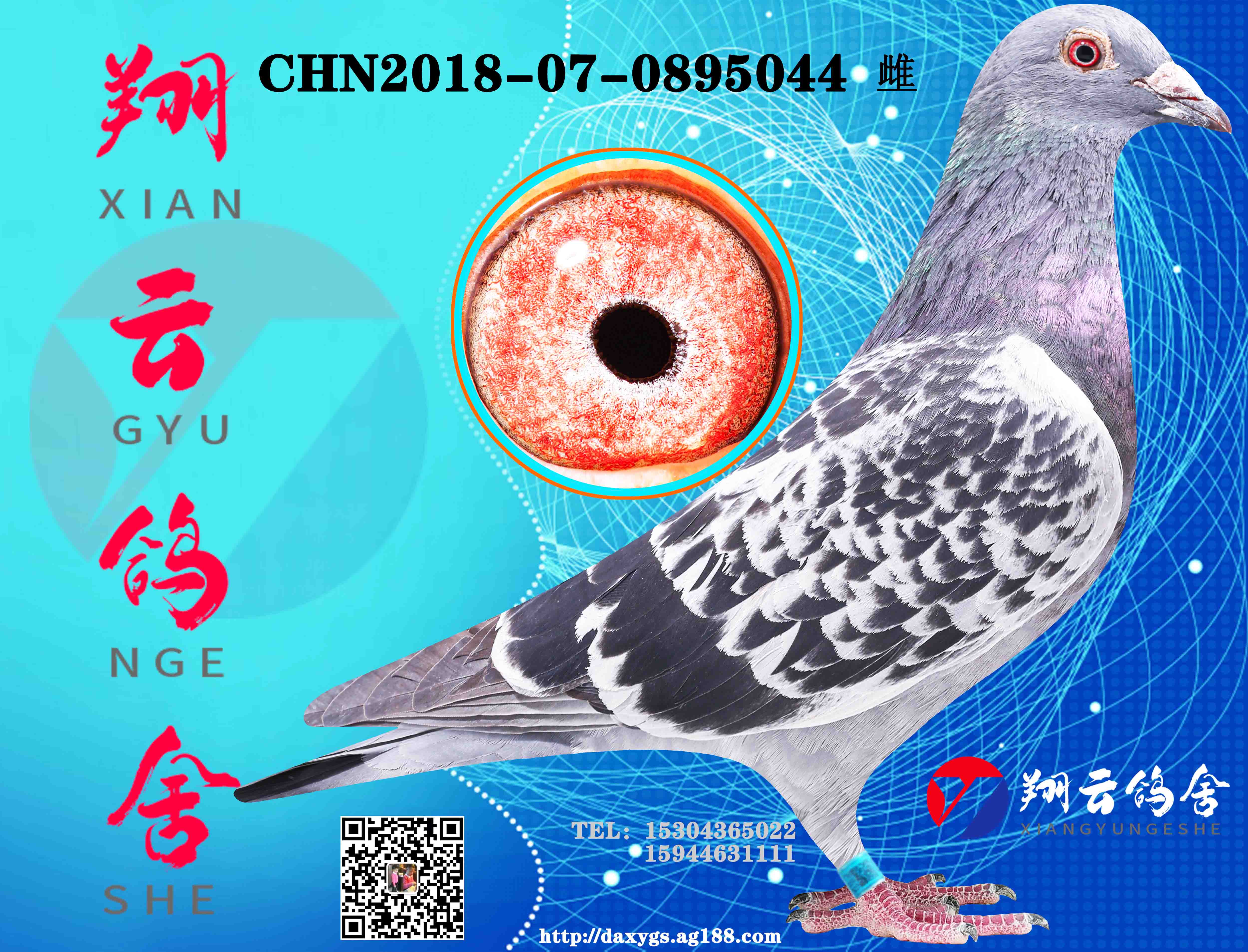 $0元起 拍 价:需保证金:$1000元商家名称:大安翔云鸽舍(查看信用度)商