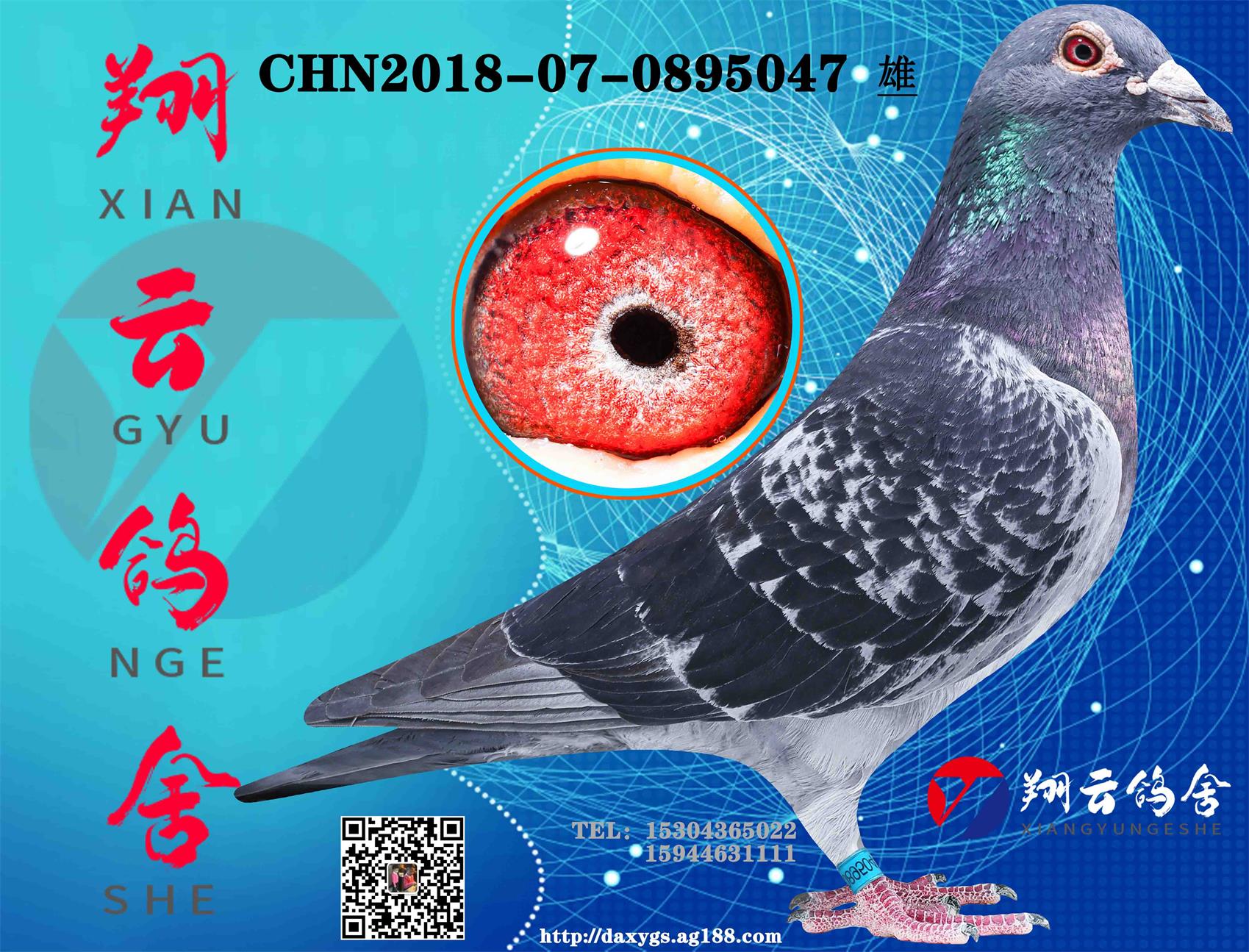 信鸽在线拍卖平台 - 中国信鸽信息网