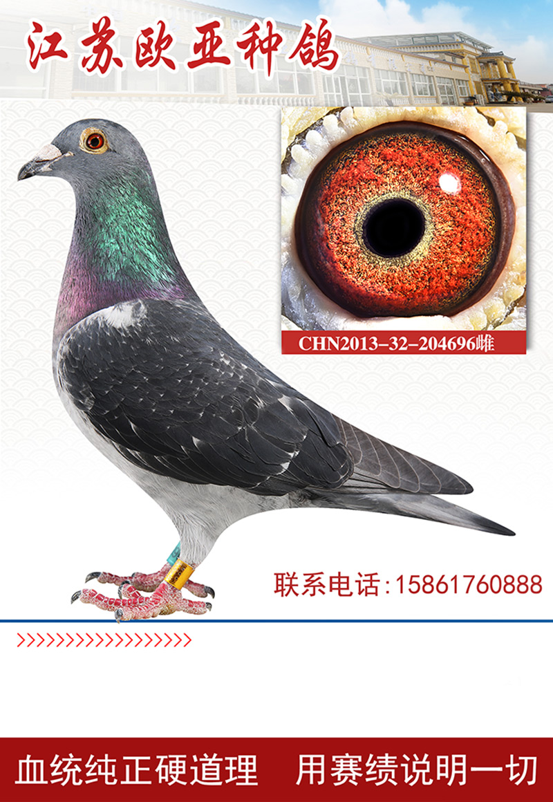 信鸽在线拍卖平台 - 中国信鸽信息网