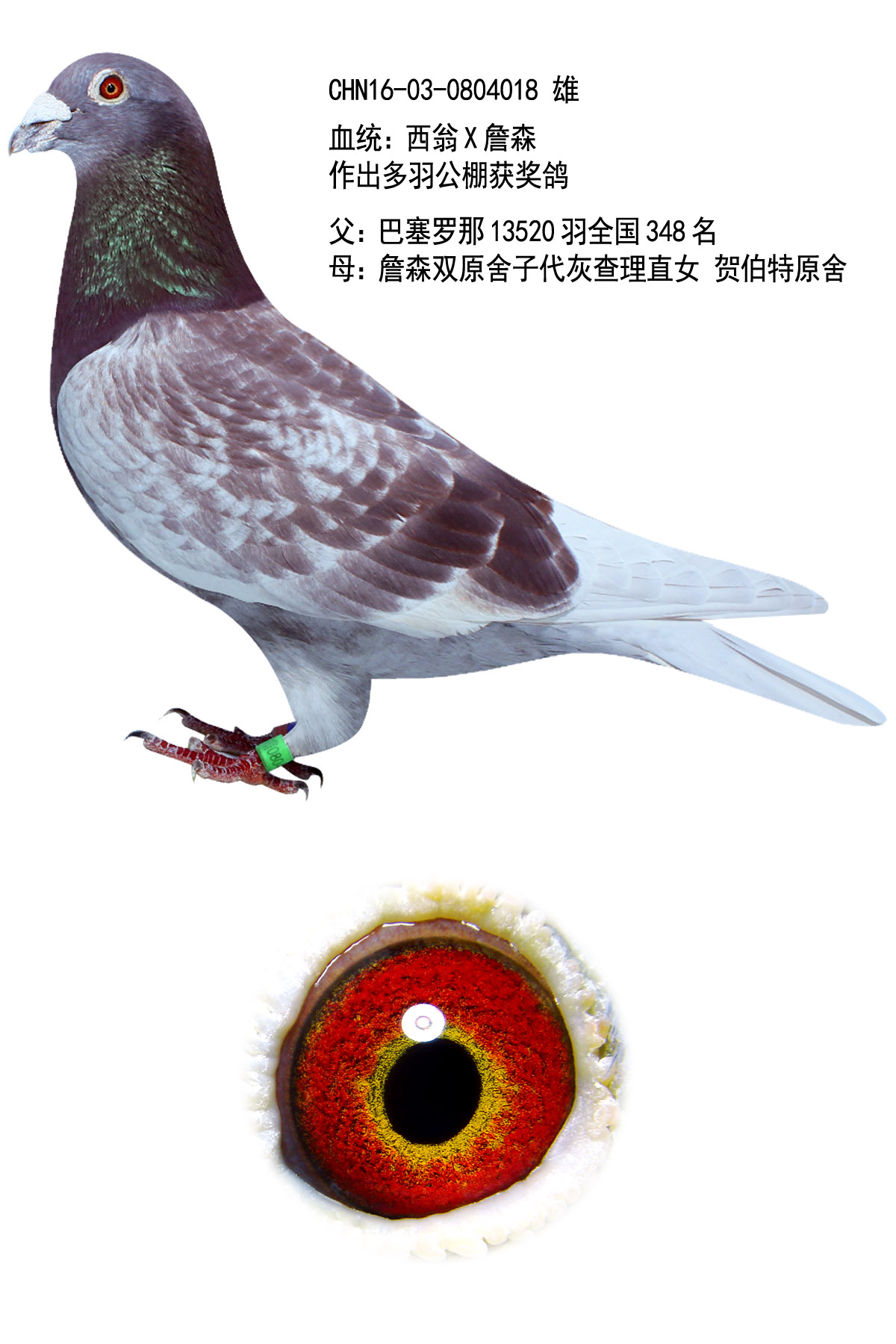 信鸽在线拍卖平台 - 中国信鸽信息网