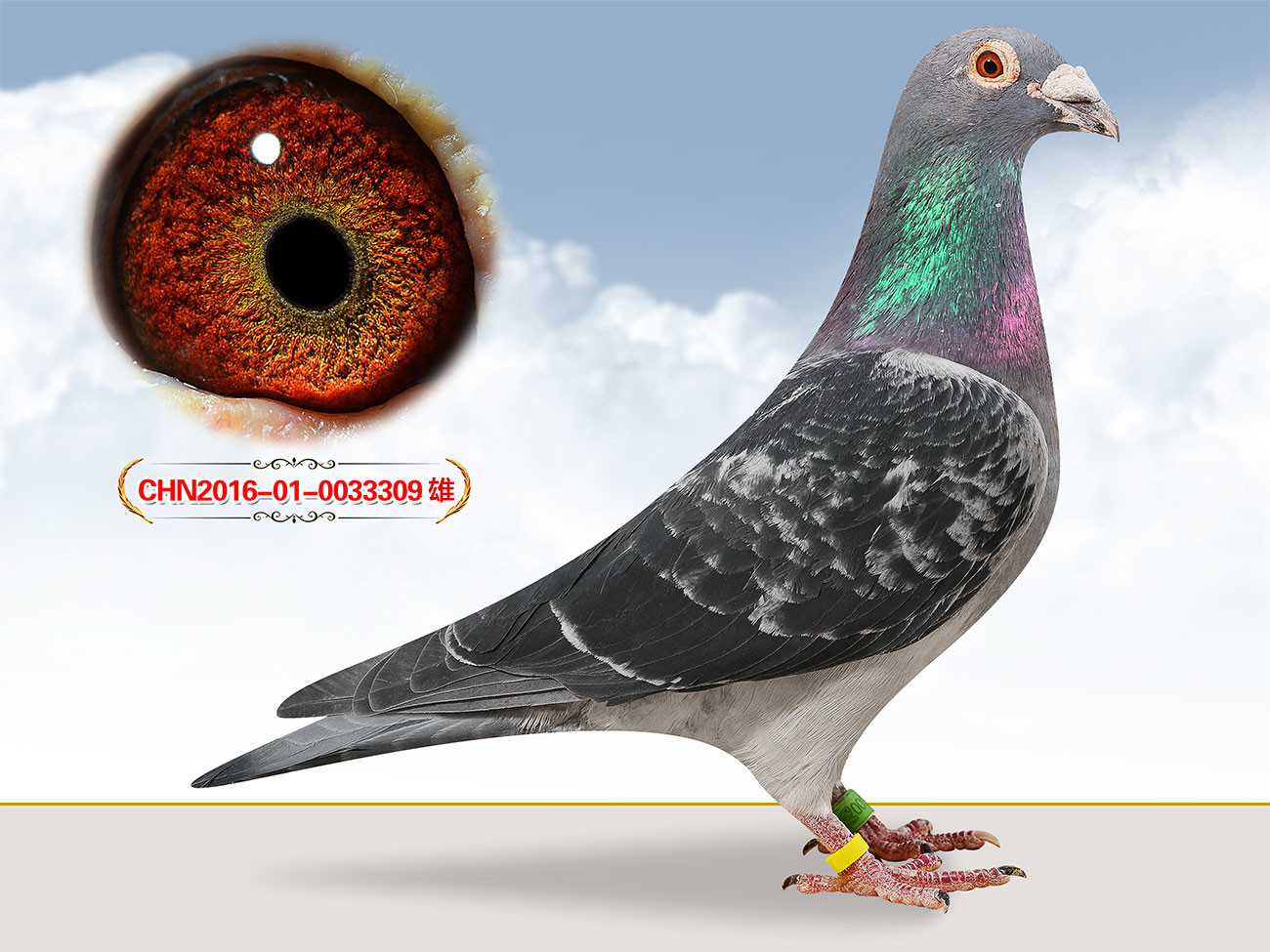 信鸽在线拍卖平台 - 中国信鸽信息网