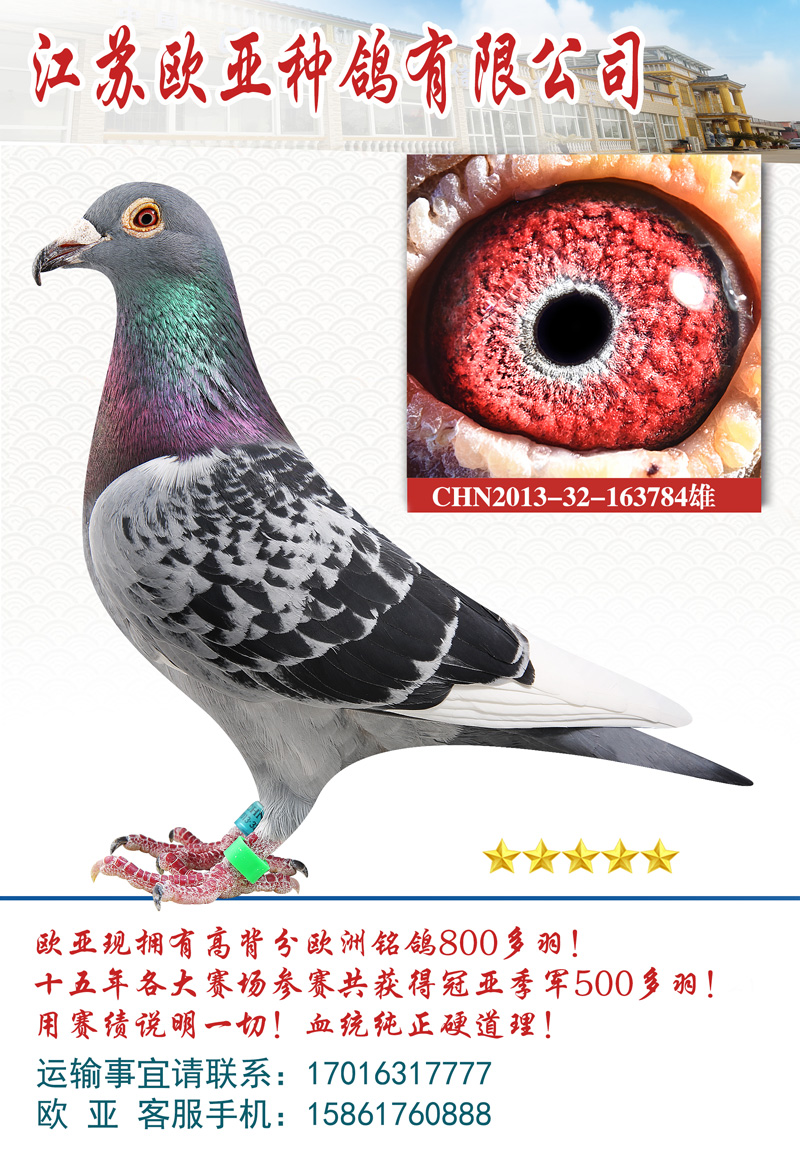 信鸽在线拍卖平台 - 中国信鸽信息网