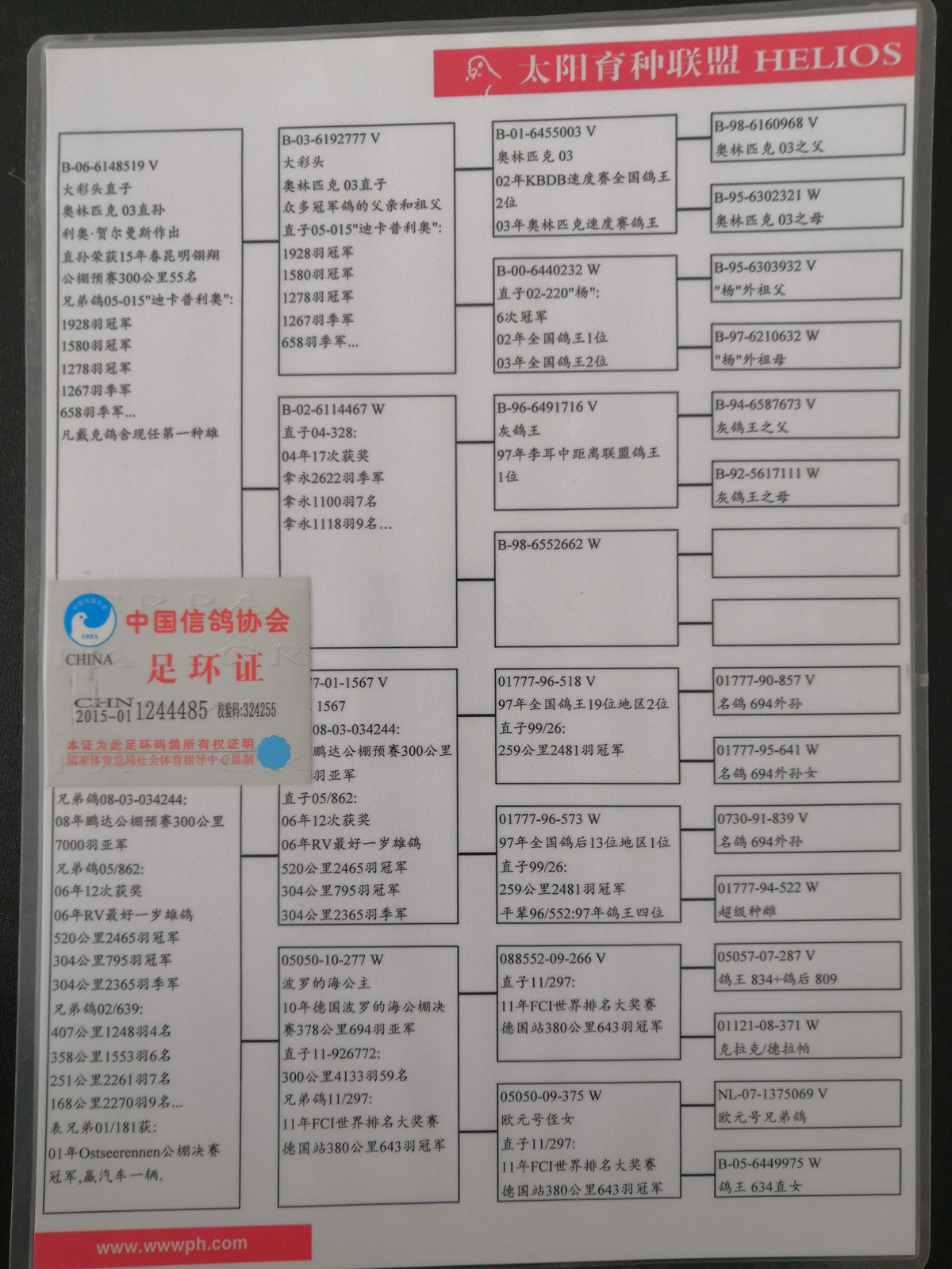 信鸽在线拍卖平台 - 中国信鸽信息网
