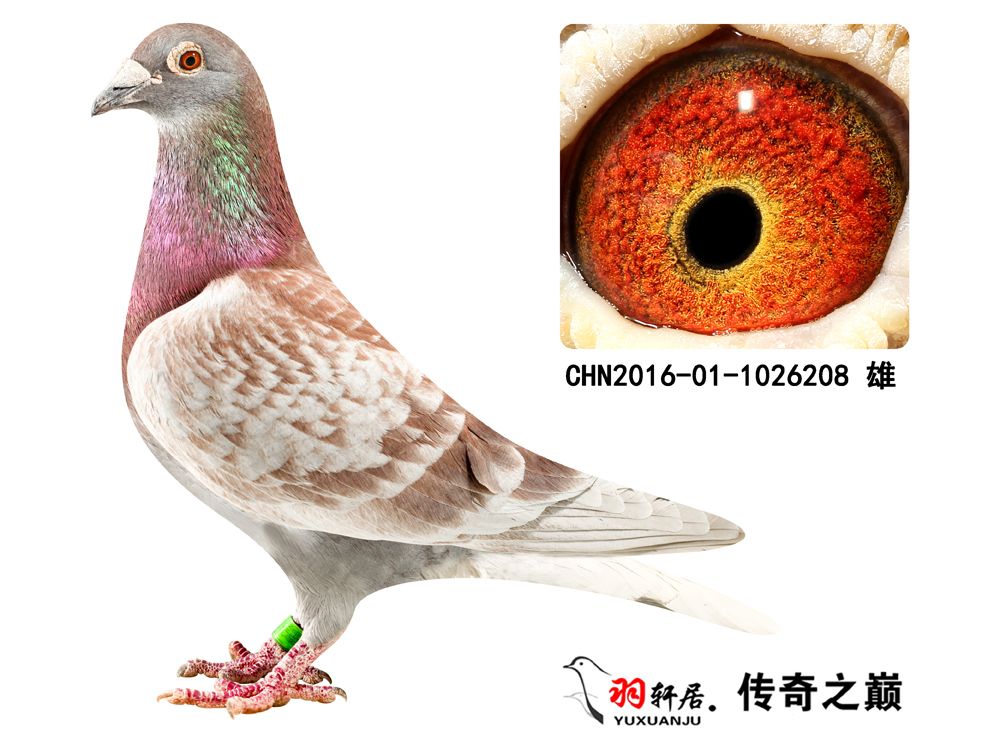 信鸽在线拍卖平台 - 中国信鸽信息网