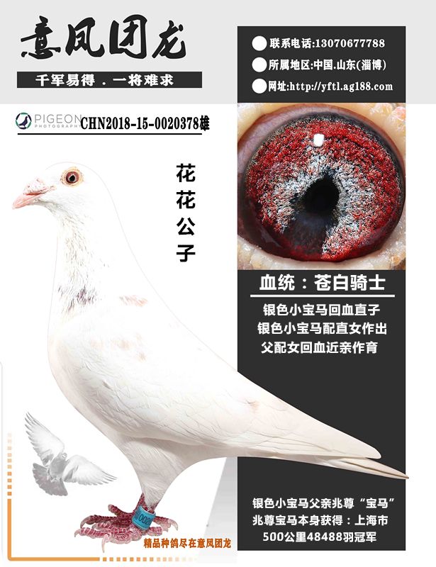 信鸽在线拍卖平台 - 中国信鸽信息网