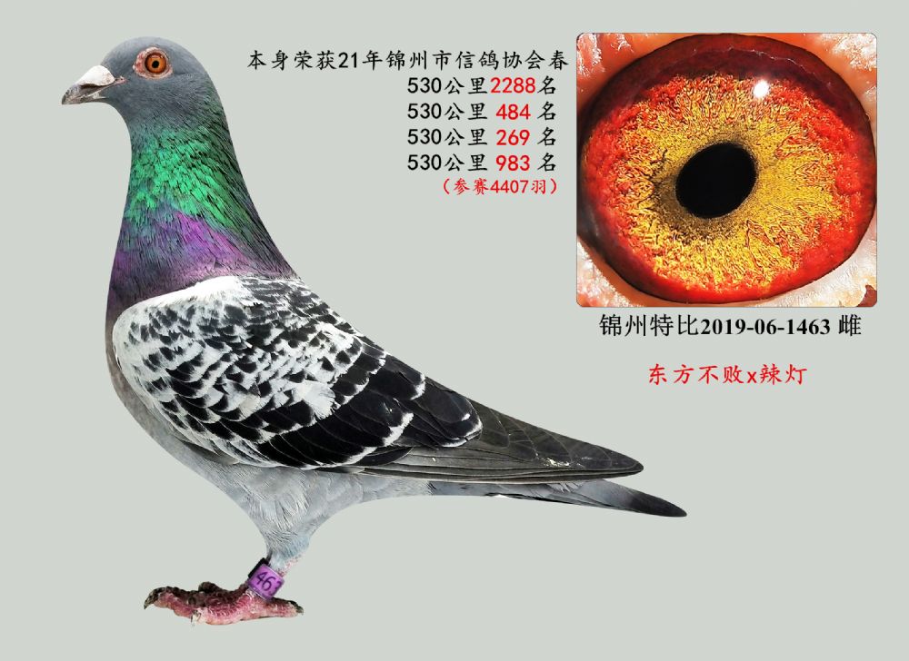 信鸽在线拍卖平台