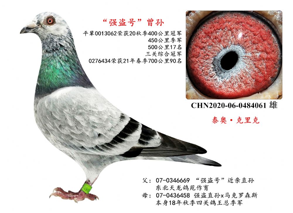 铭 鸽  新鸽上架  推荐铭鸽  定价鸽  在线拍鸽 黄金配对   网上展厅