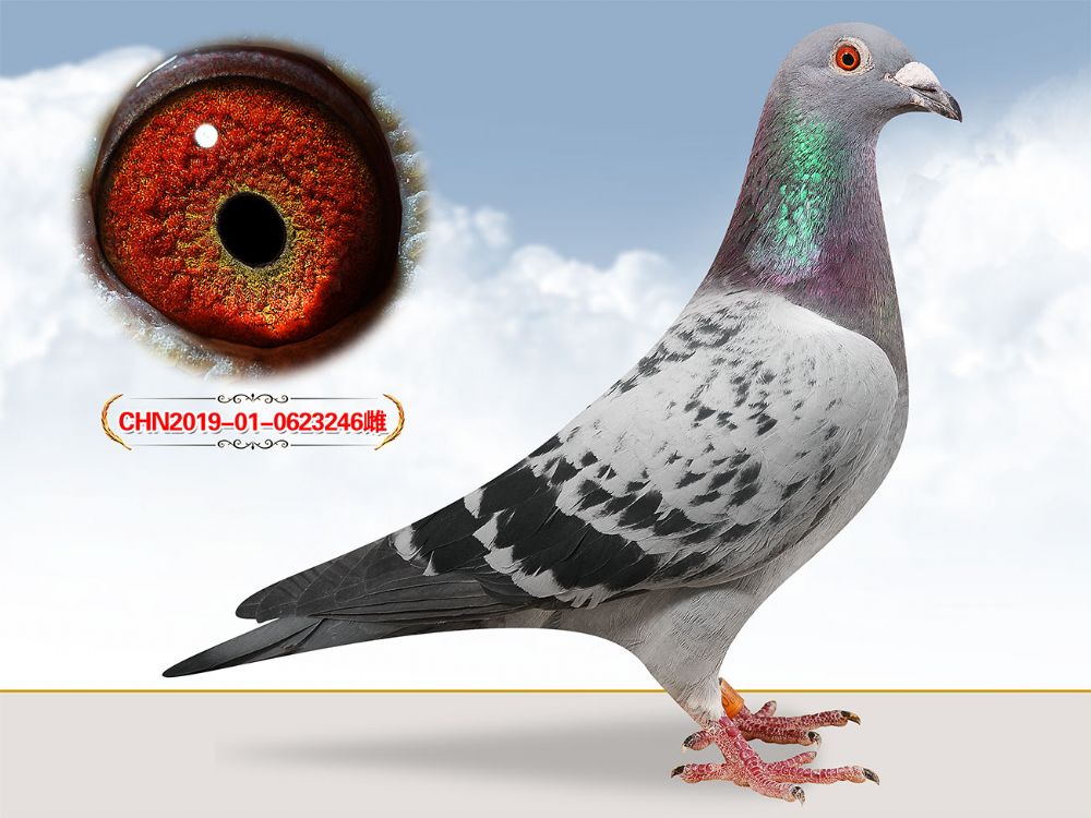 信鸽在线拍卖平台 - 中国信鸽信息网