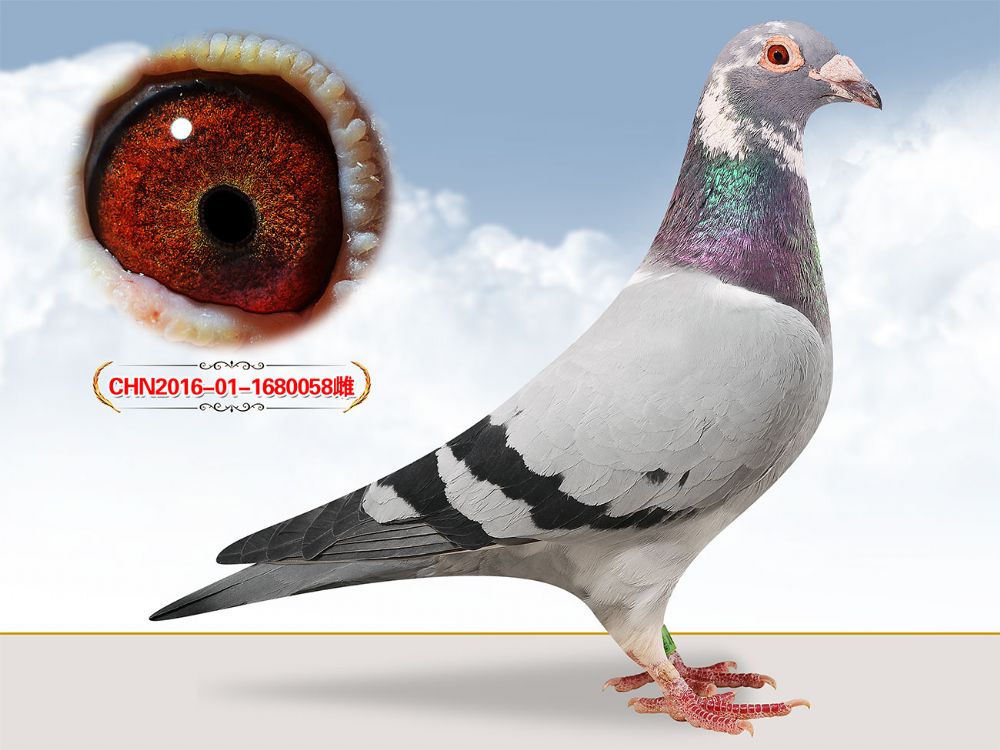 【【【快递运输,提前声明,由于北京周边无法办理,需