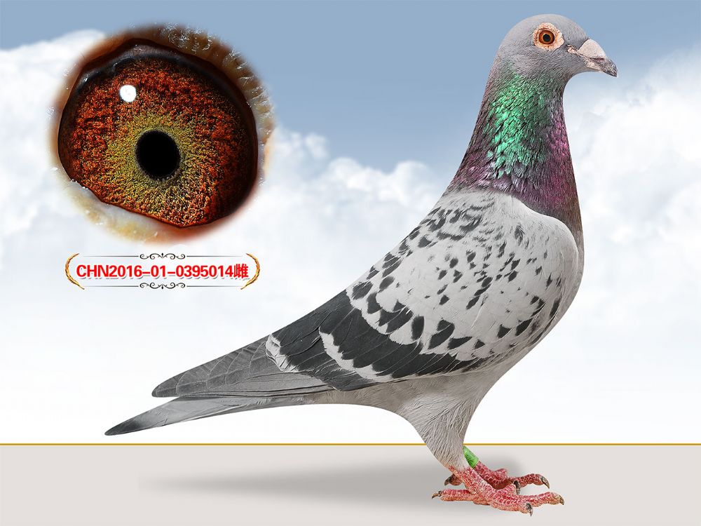 【【【快递运输,提前声明,由于北京周边无法办理,需