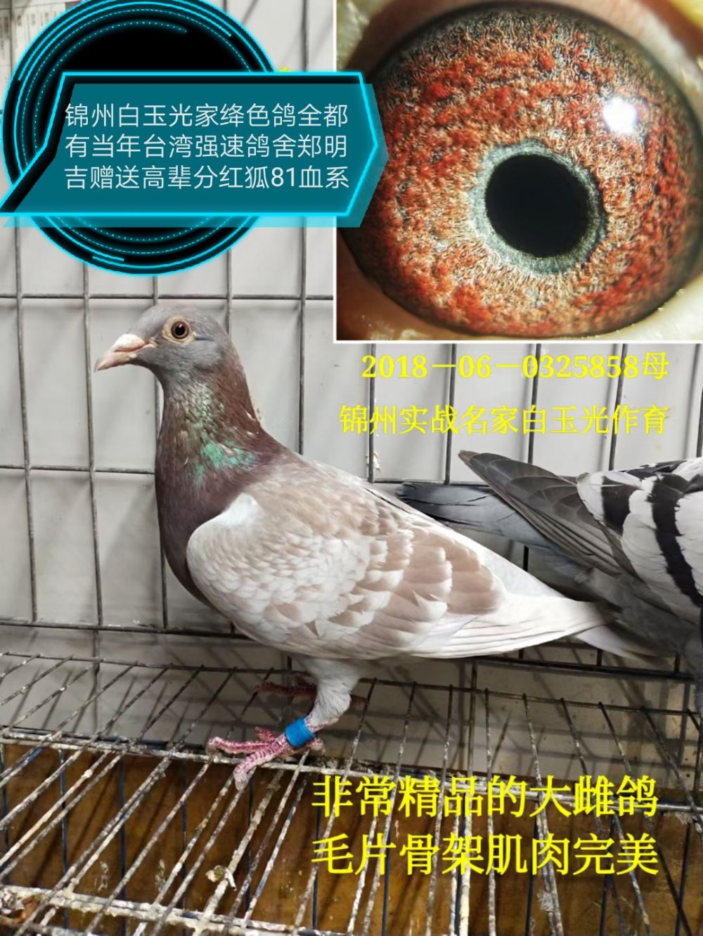 信鸽在线拍卖平台 - 中国信鸽信息网