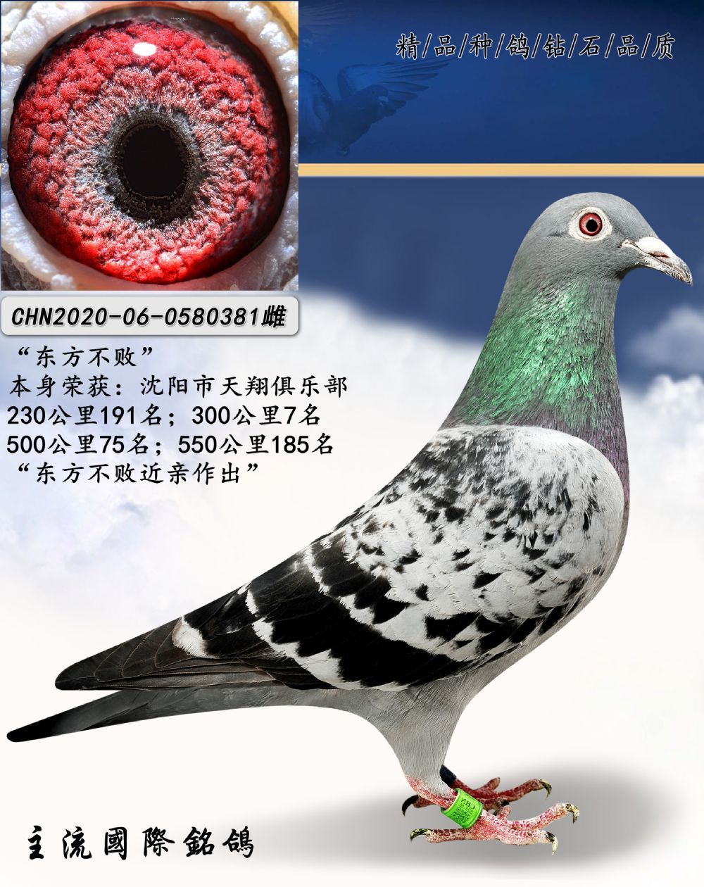 铭 鸽  新鸽上架  推荐铭鸽  定价鸽  在线拍鸽 黄金配对   网上展 