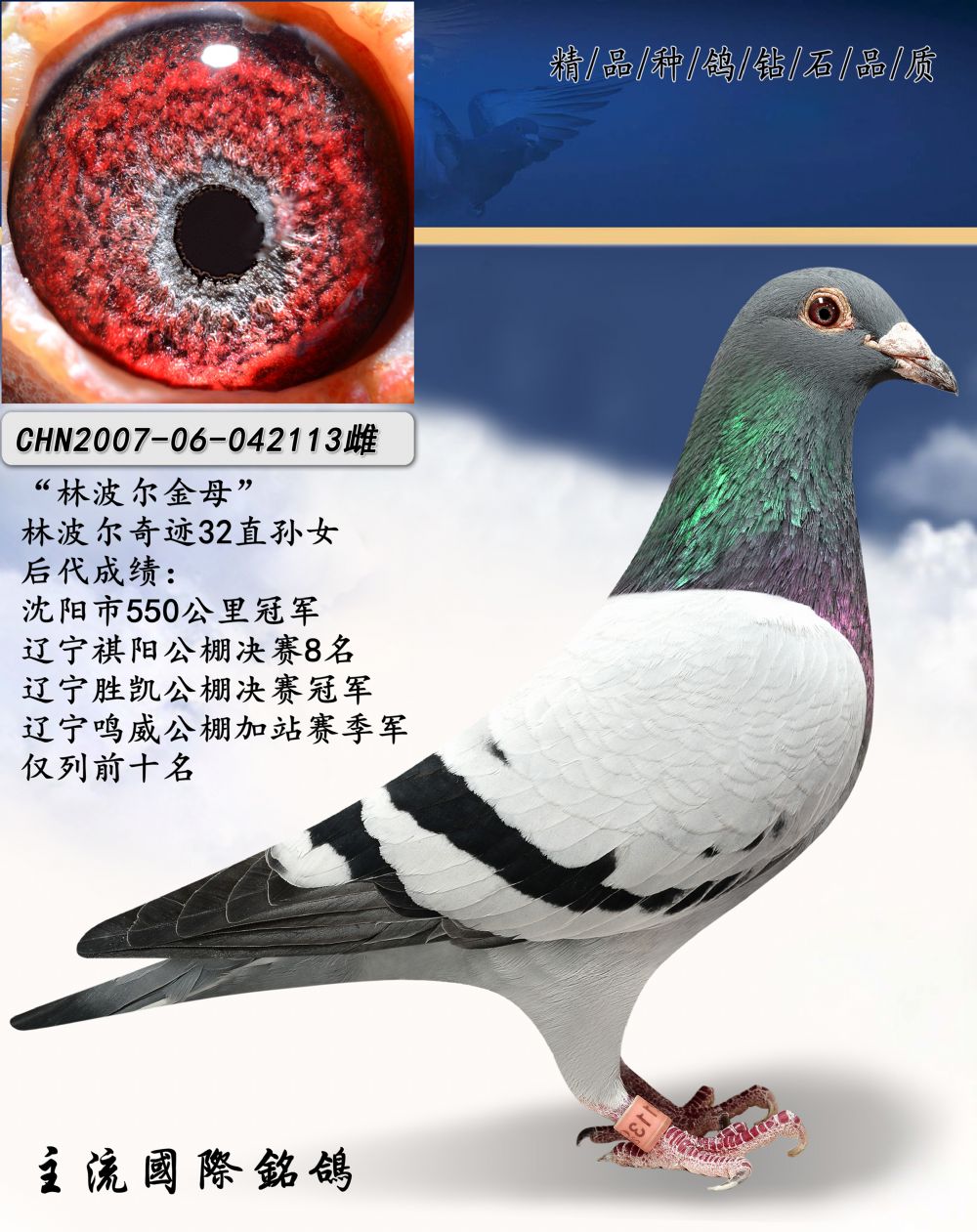 信鸽在线拍卖平台 - 中国信鸽信息网