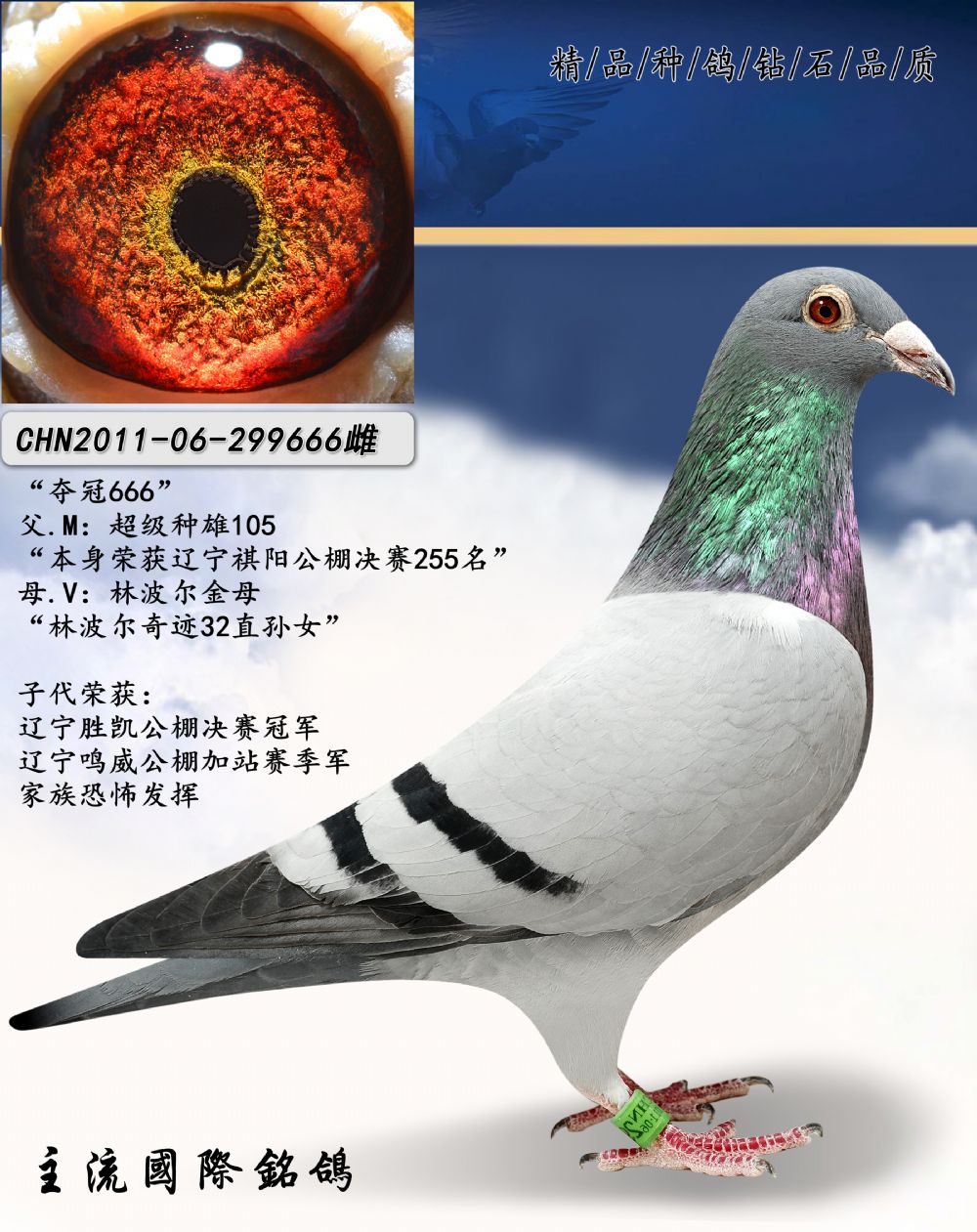 信鸽在线拍卖平台 - 中国信鸽信息网