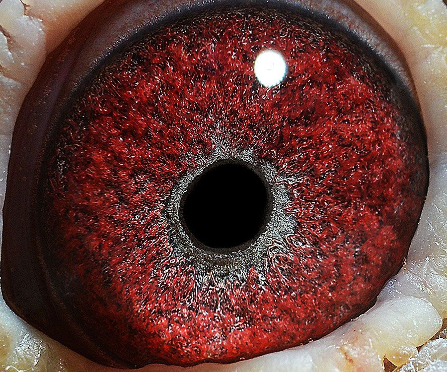 信鸽在线拍卖平台 - 中国信鸽信息网