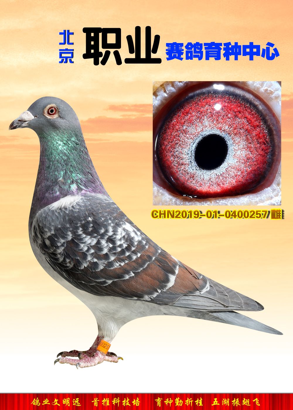 信鸽在线拍卖平台 - 中国信鸽信息网