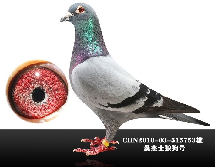 信鸽在线拍卖平台 - 中国信鸽信息网