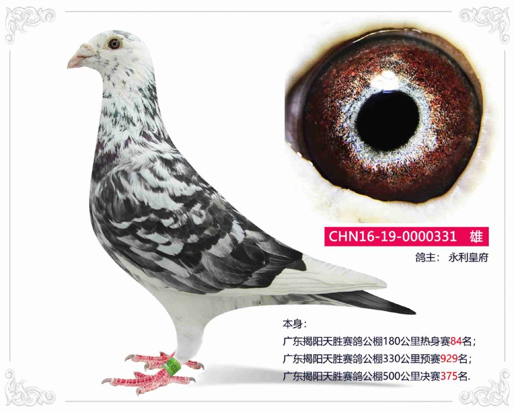 信鸽在线拍卖平台 - 中国信鸽信息网