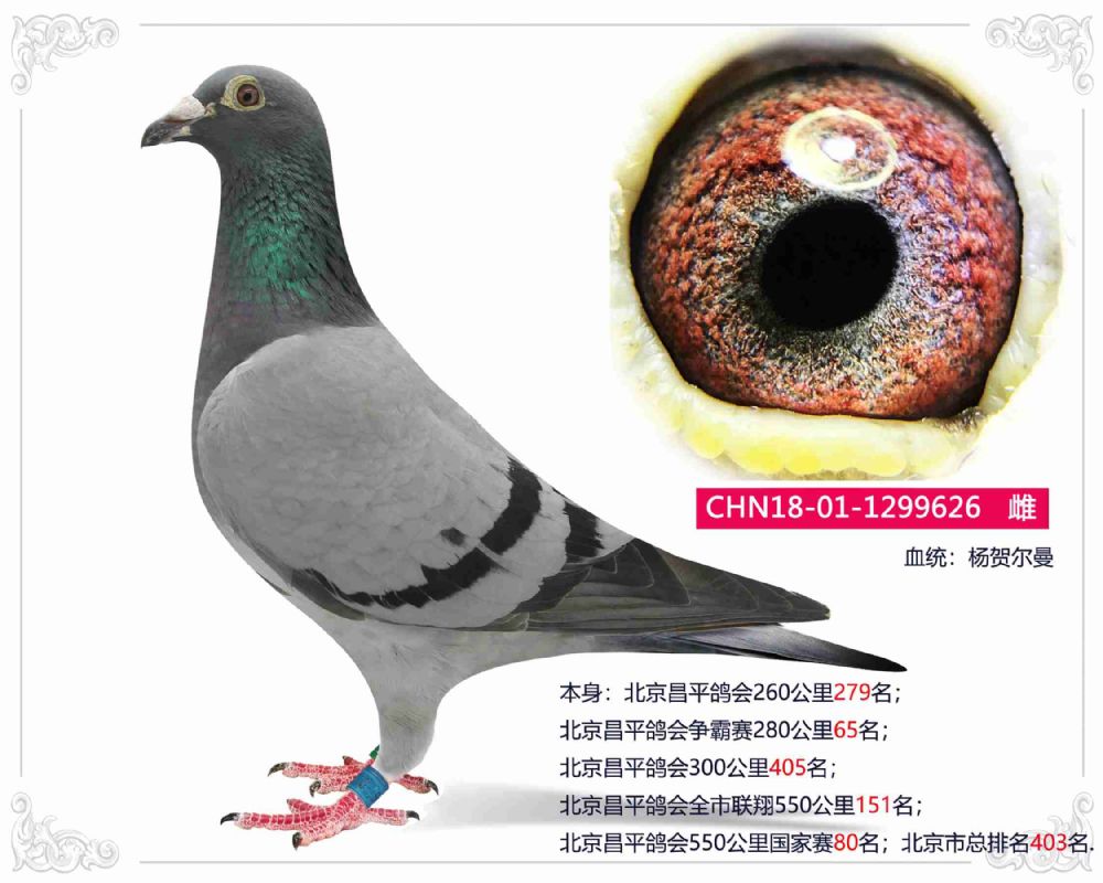 信鸽在线拍卖平台 - 中国信鸽信息网