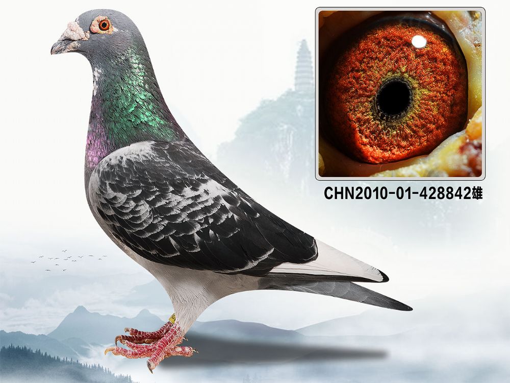 铭 鸽  新鸽上架  推荐铭鸽  定价鸽  在线拍鸽 黄金配对   网上展厅