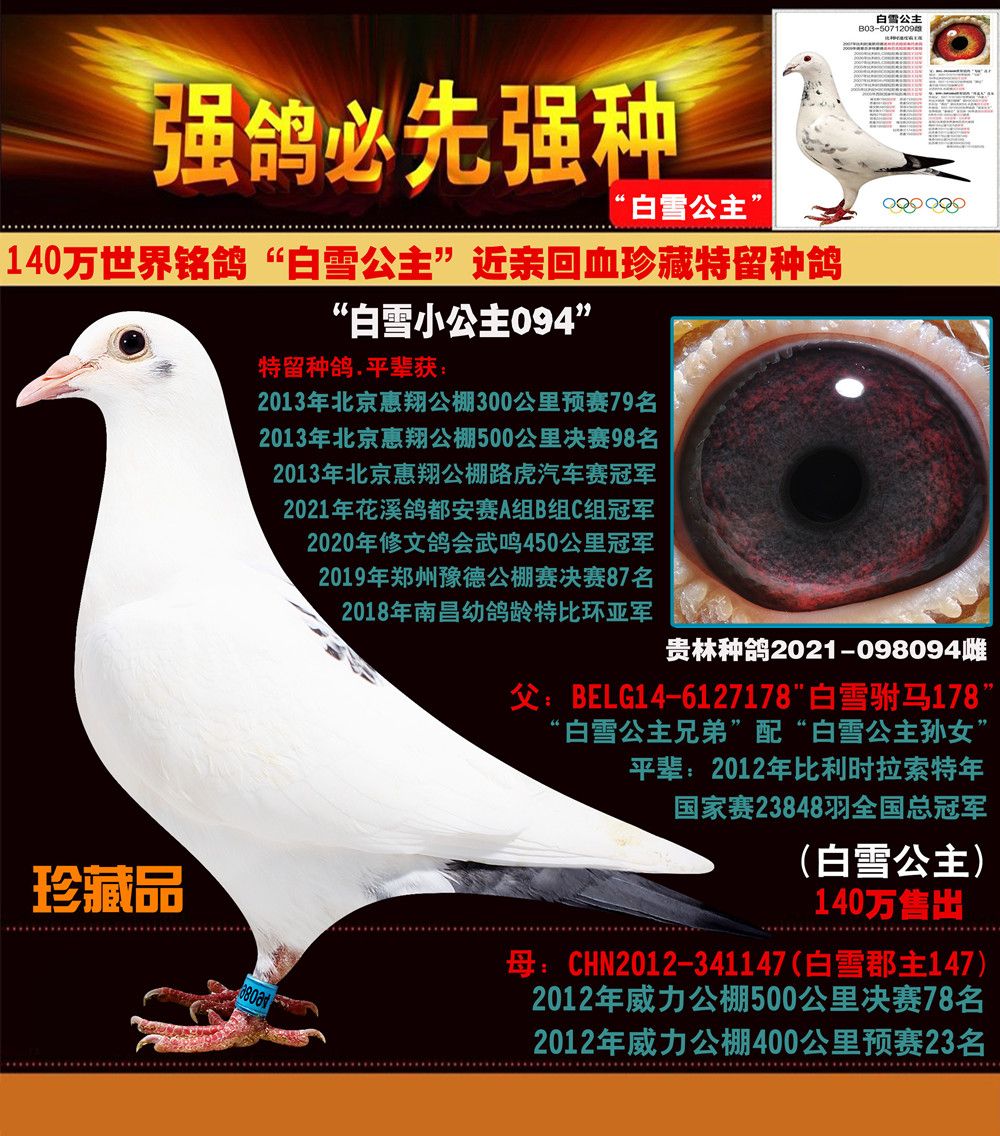 信鸽在线拍卖平台 - 中国信鸽信息网