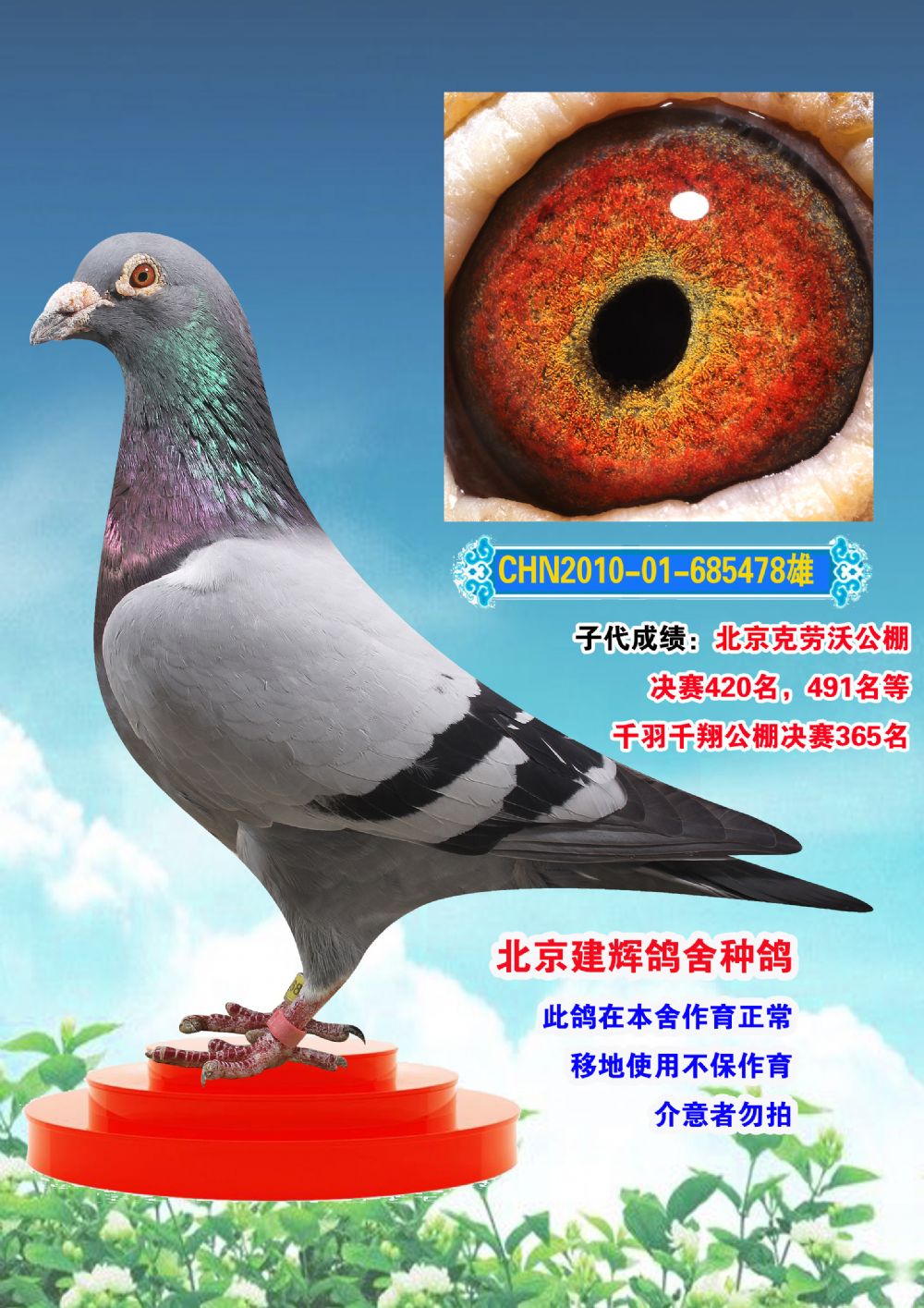 信鸽在线拍卖平台 - 中国信鸽信息网