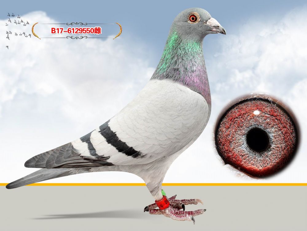 信鸽在线拍卖平台 - 中国信鸽信息网