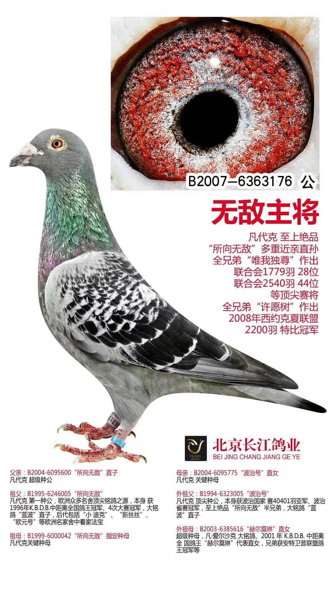 长江鸽业镇棚种鸽图片图片