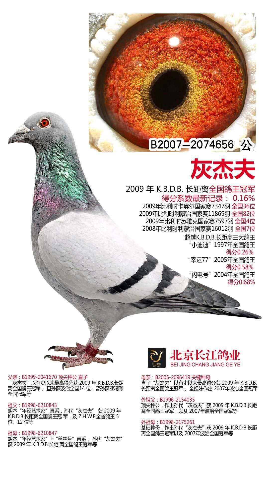 信鸽在线拍卖平台 - 中国信鸽信息网