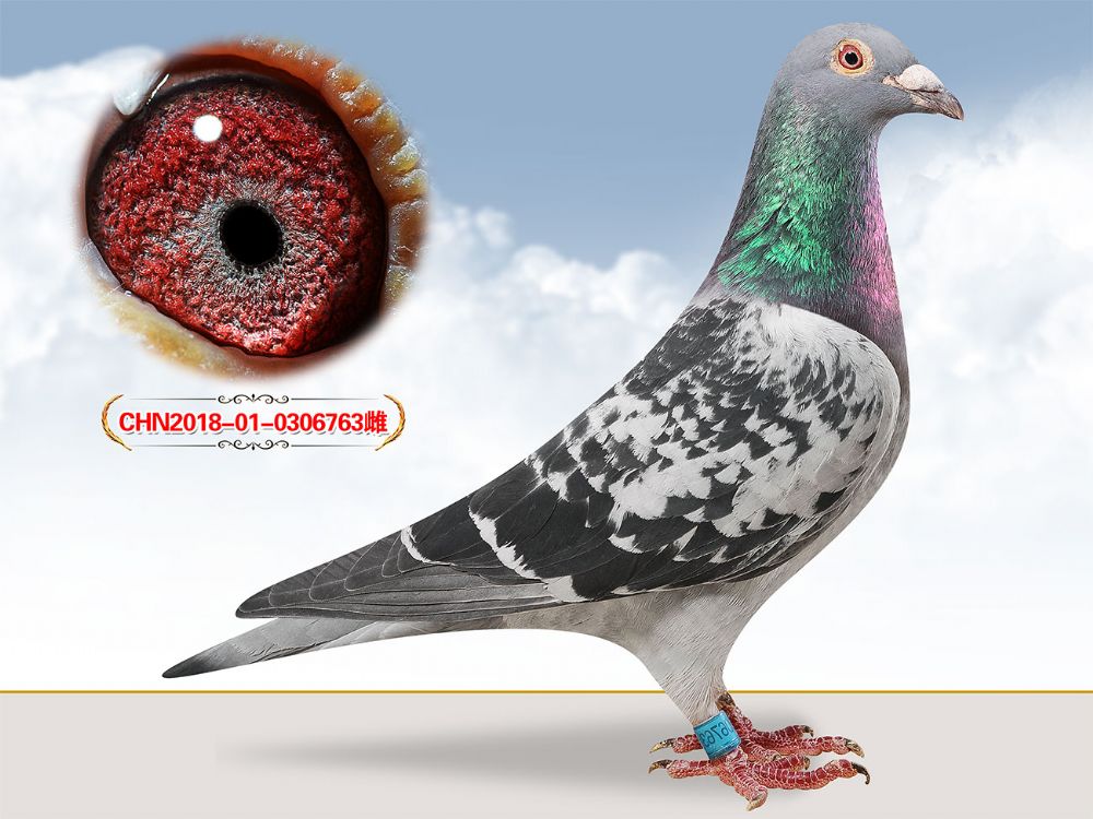 信鸽在线拍卖平台 - 中国信鸽信息网