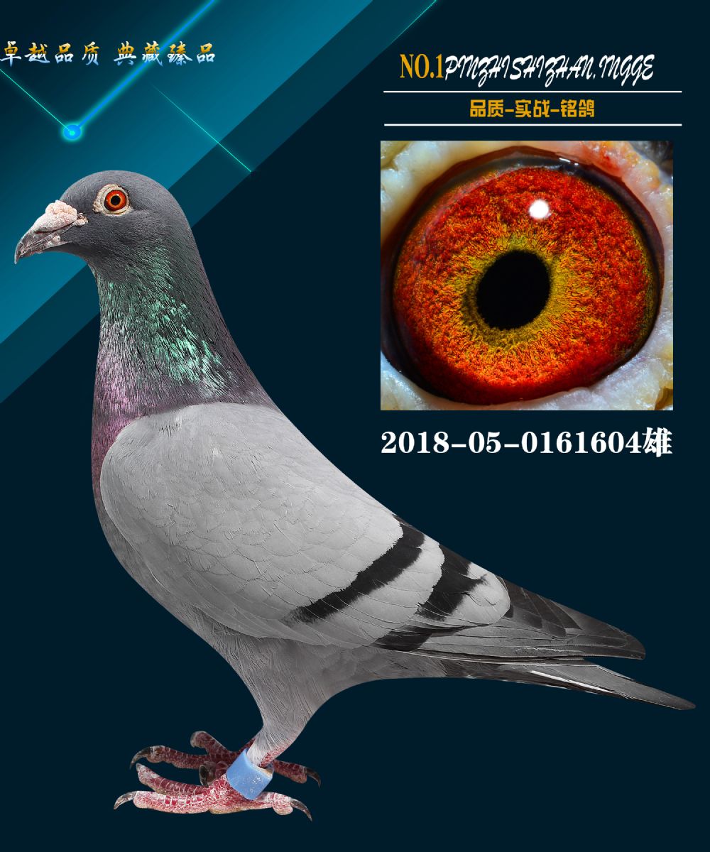 信鸽在线拍卖平台 - 中国信鸽信息网