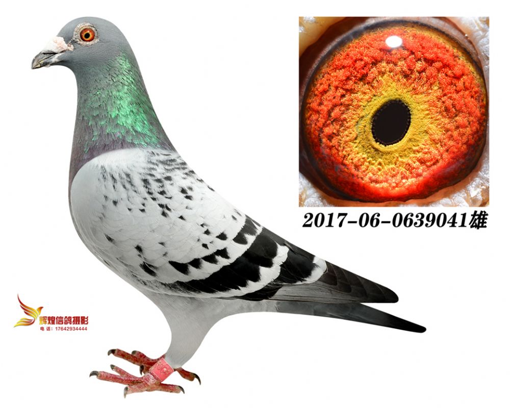 信鸽在线拍卖平台 - 中国信鸽信息网