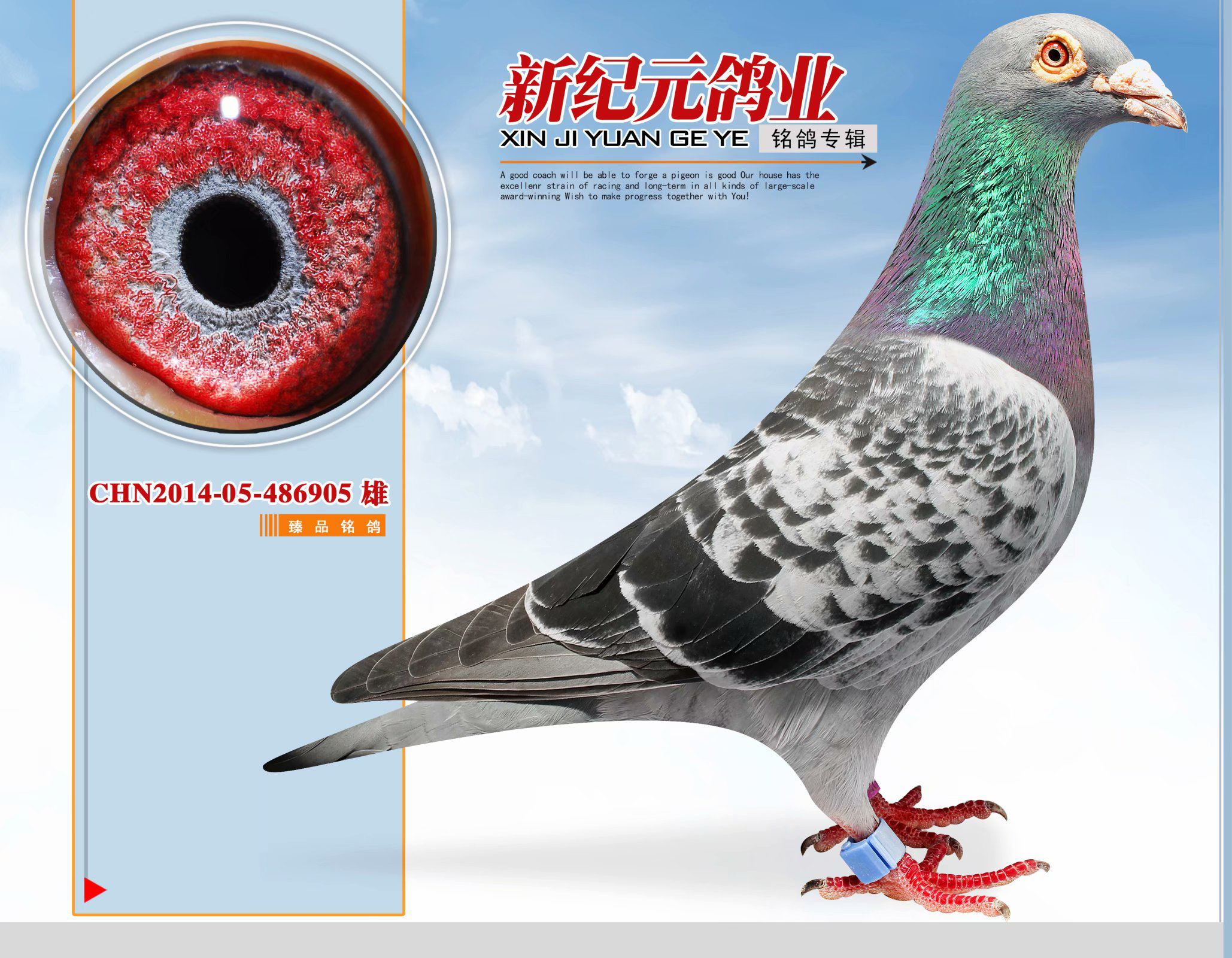 信鸽在线拍卖平台 - 中国信鸽信息网